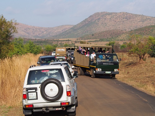 ライオン見たくてみんな集合！
