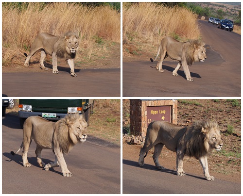 ライオンの雄姿