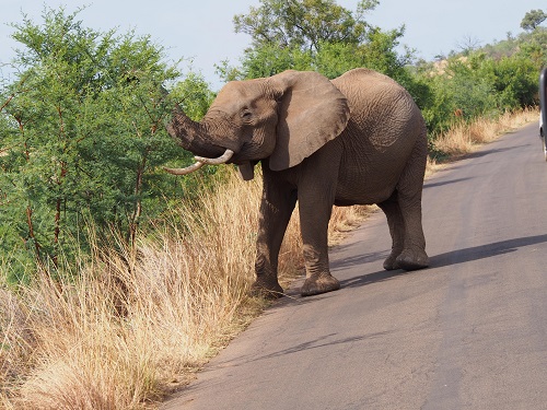 アフリカゾウの歓迎