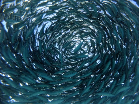 サイパン ダイビング