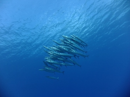 サイパン ダイビング