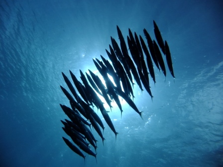 サイパン ダイビング