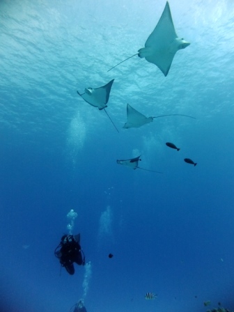 サイパン ダイビング