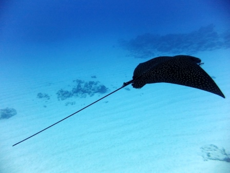 サイパン ダイビング