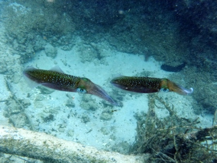 サイパン ダイビングショップ