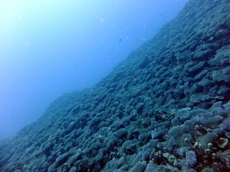 サイパン 体験ダイビング