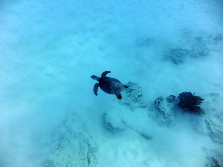 サイパン 体験ダイビング