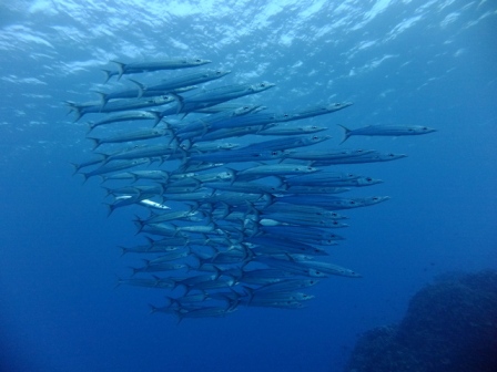 サイパン ダイビングショップ