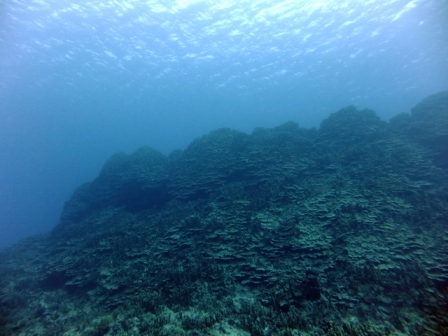 サイパン ダイビング