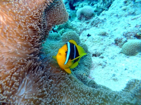 サイパン 体験ダイビング