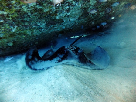 サイパン ダイビングショップ