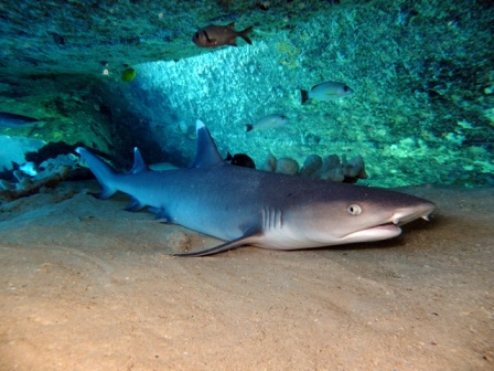 サイパン ダイビング