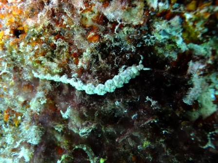 サイパン ダイビングライセンス