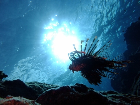 サイパン ダイビングショップ