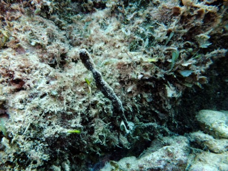 サイパン ダイビング