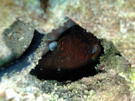 サイパン 体験ダイビング