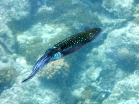 サイパン ダイビングショップ