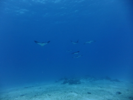 サイパン 体験ダイビング