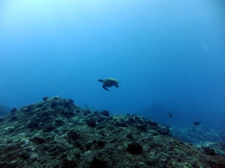 サイパン 体験ダイビング