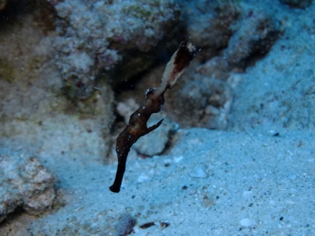 サイパン ダイビングライセンス