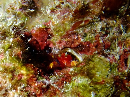 サイパン ダイビングショップ