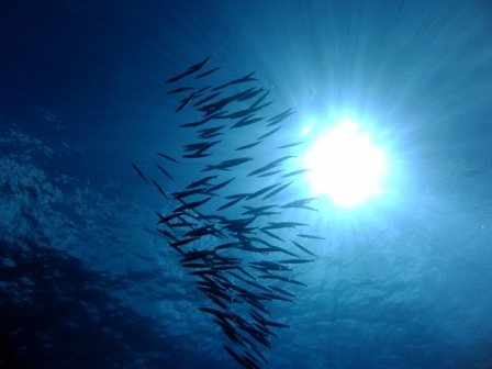 サイパン ダイビングショップ