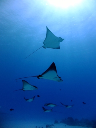 サイパン ダイビングライセンス