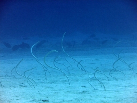 サイパン ダイビング