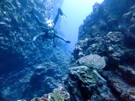 サイパン ダイビングライセンス