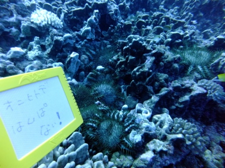 サイパン ダイビングライセンス