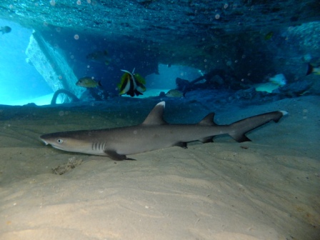 サイパン 体験ダイビング