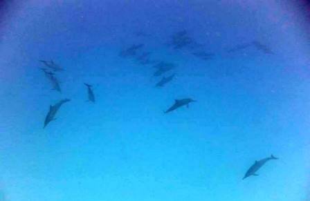 サイパン ダイビング