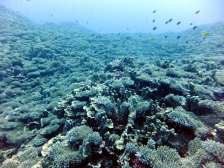 サイパン 体験ダイビング