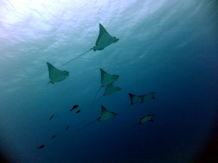 サイパン ダイビングショップ