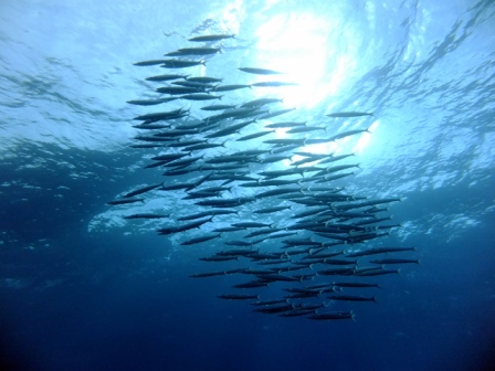 サイパン ダイビングショップ