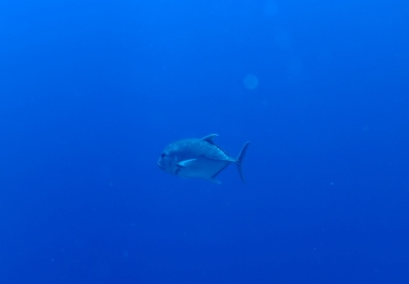 サイパン ダイビング ライセンス