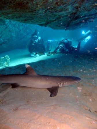 サイパン ダイビング