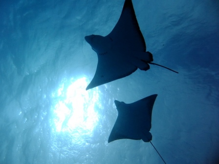 サイパン ダイビング