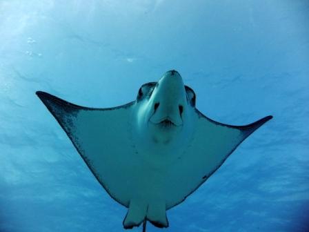 サイパン ダイビング