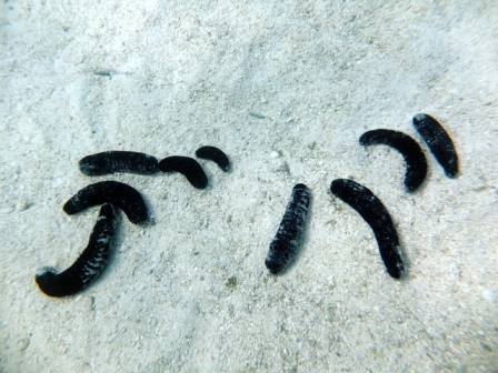 サイパン ダイビング