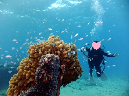 サイパン ダイビング ライセンス