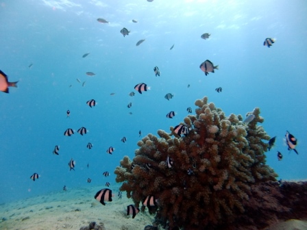 サイパン 体験ダイビング