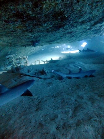 サイパン ダイビングショップ