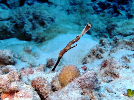 サイパン ダイビング