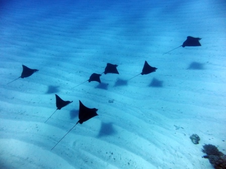 サイパン ダイビング