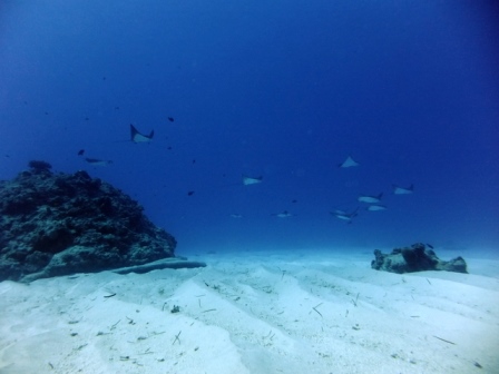 サイパン ダイビング