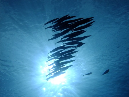 サイパン ダイビング