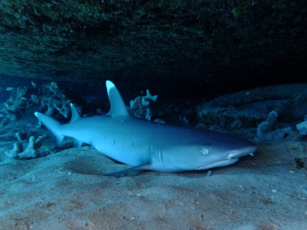 サイパン ダイビング