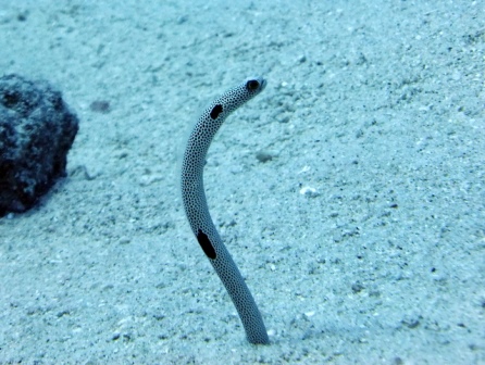 サイパン ダイビング