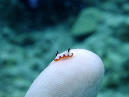 サイパン ダイビング